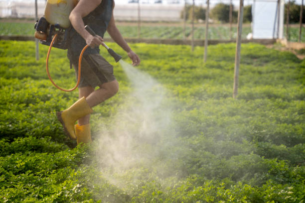 Best Insect Control  in Waskom, TX