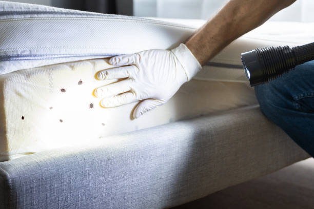 Best Emergency Pest Control  in Waskom, TX