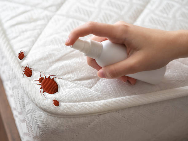 Best Pest Prevention Services  in Waskom, TX