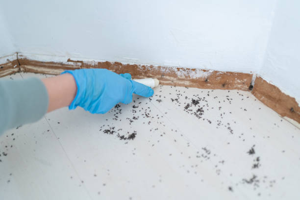 Flea Control Services in Waskom, TX